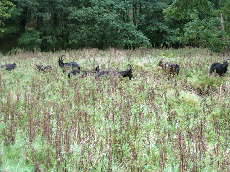 Wild life near inverararn