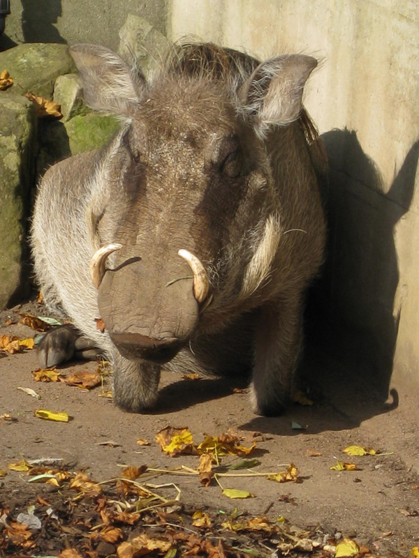 Edinbrugh's zoo - Pumba